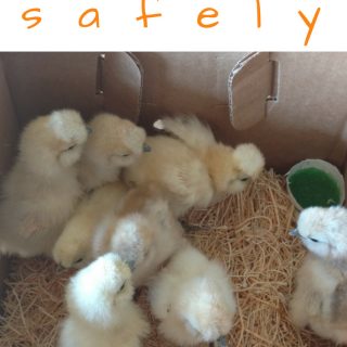 How to Ship Live Chicks