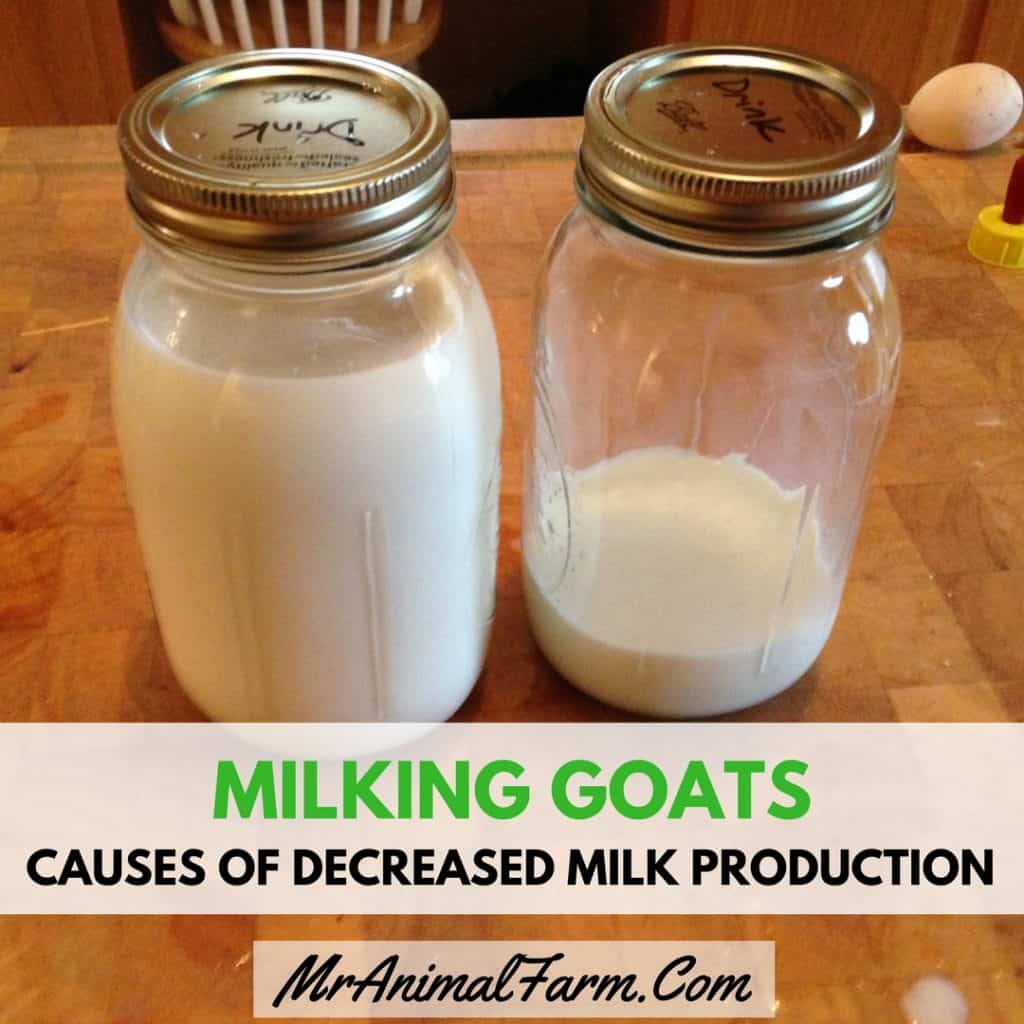 feature image for Milking Goats – Causes of Decreased Milk Production in Goats. close up of 2 mason jars of milk