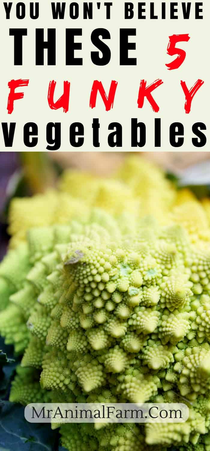pinterest image with romanesco. Text reads, "You won't believe these 5 funky vegetables"