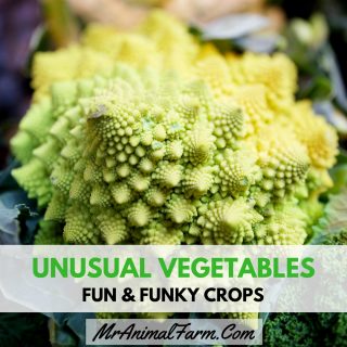 Unusual Vegetables – Fun & Funky Crops to Try Growing