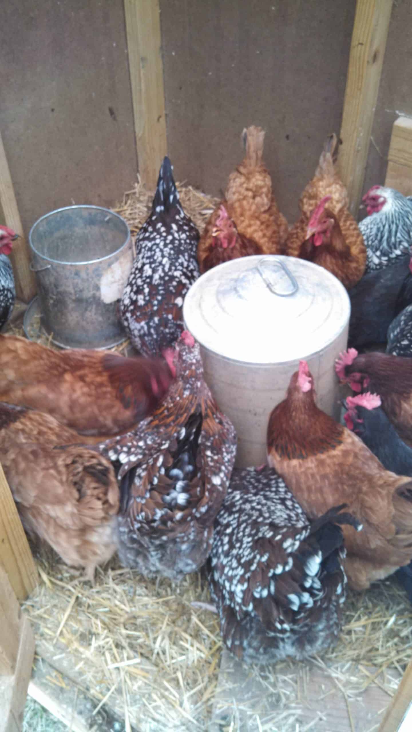flock of chickens around a metal feeder