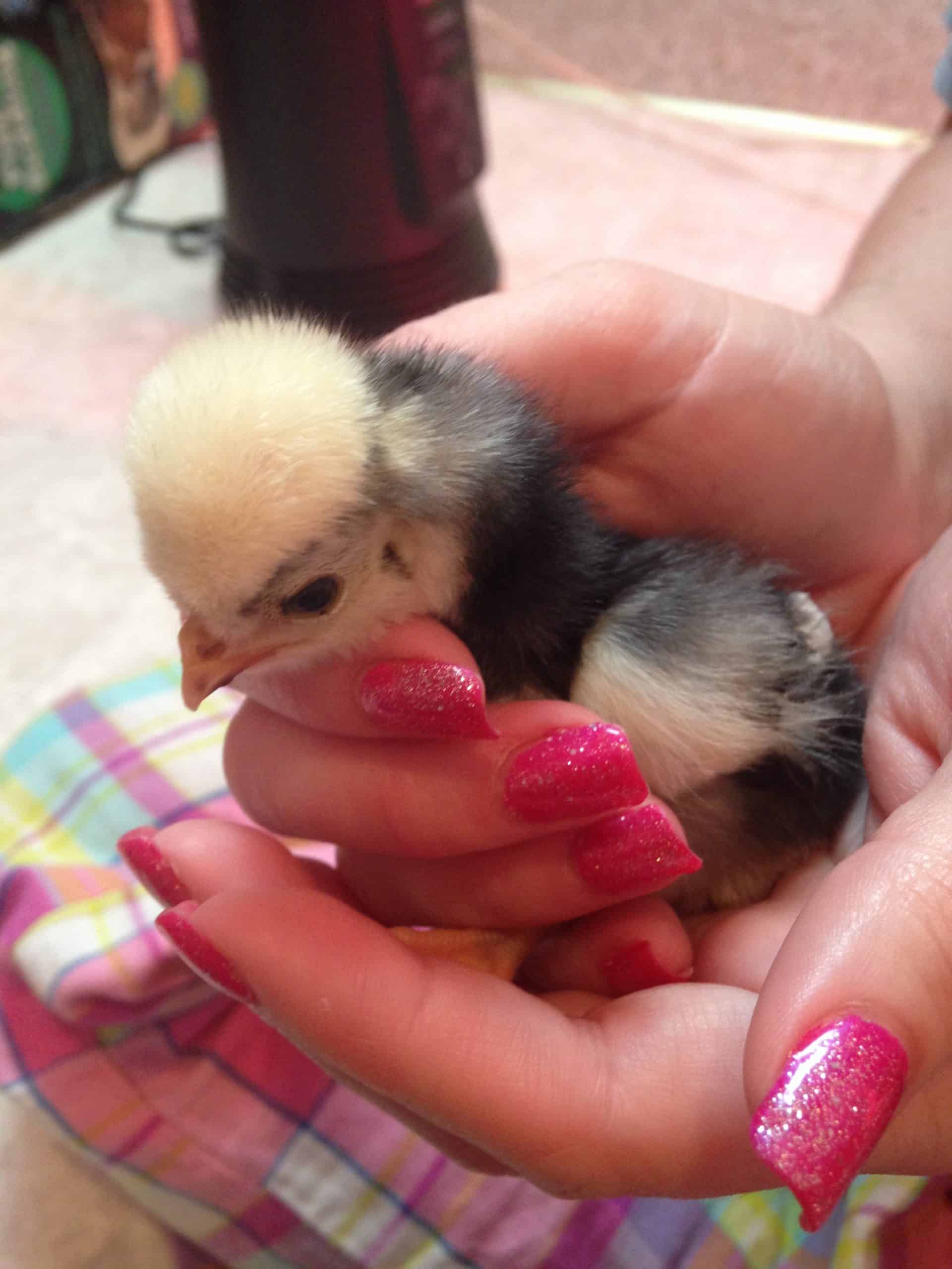 polish chick in someones hand