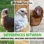 Differences Between Ameraucana, Aracana and Easter Egger Chickens
