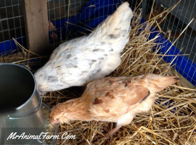 two easter eggers eating from a metal feeder