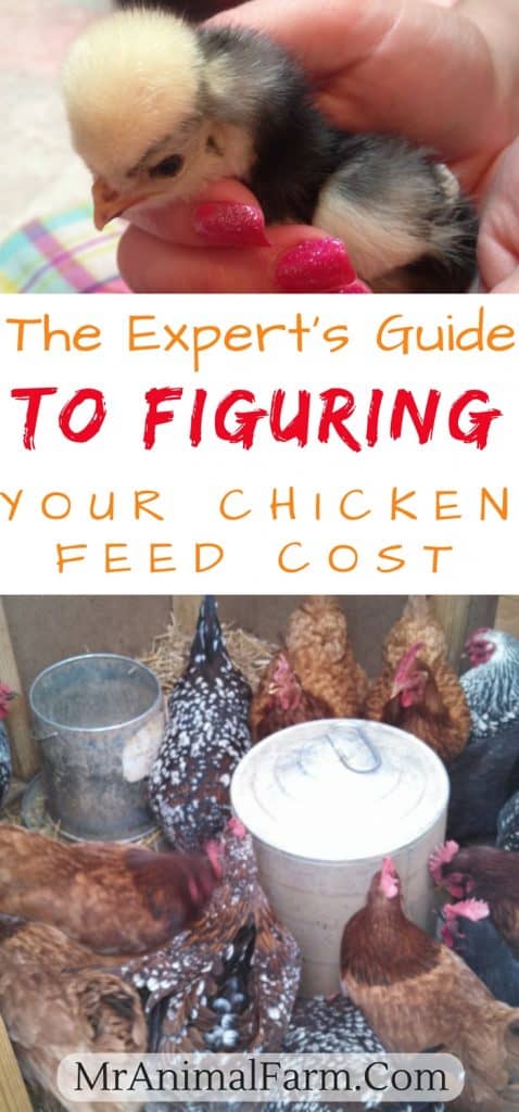 cost to feed chickens