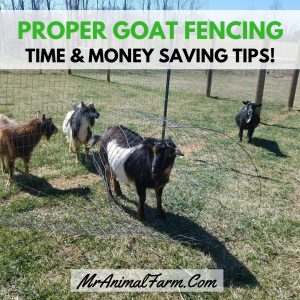 Proper Goat Fencing