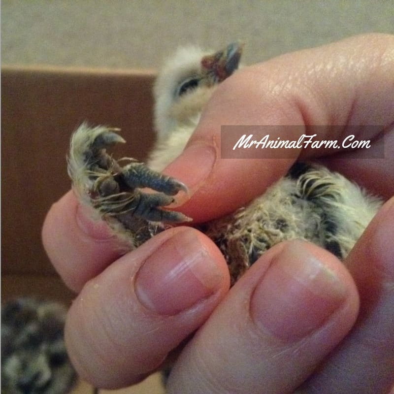 baby chick with curled toes