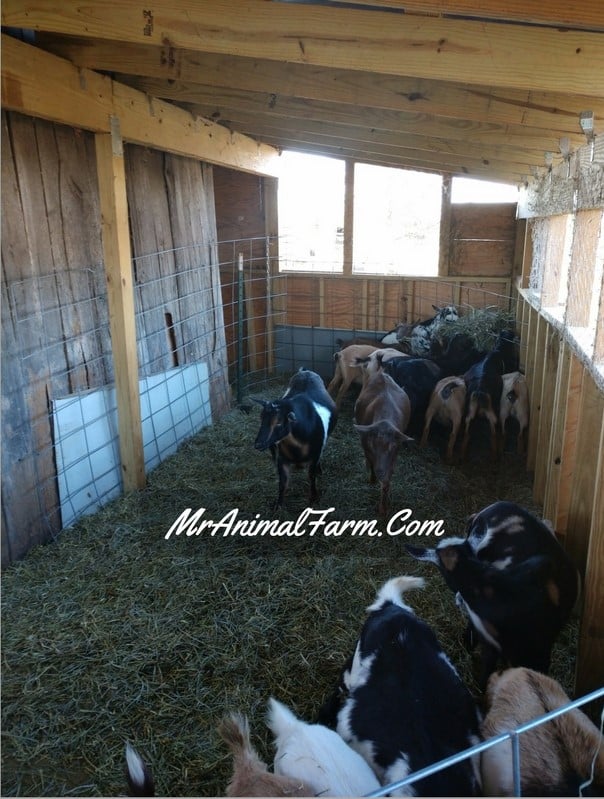 goats in enclosed stall