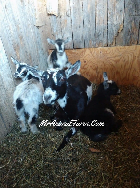 mother goat with her three kids