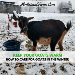 How To Care For Goats In Winter