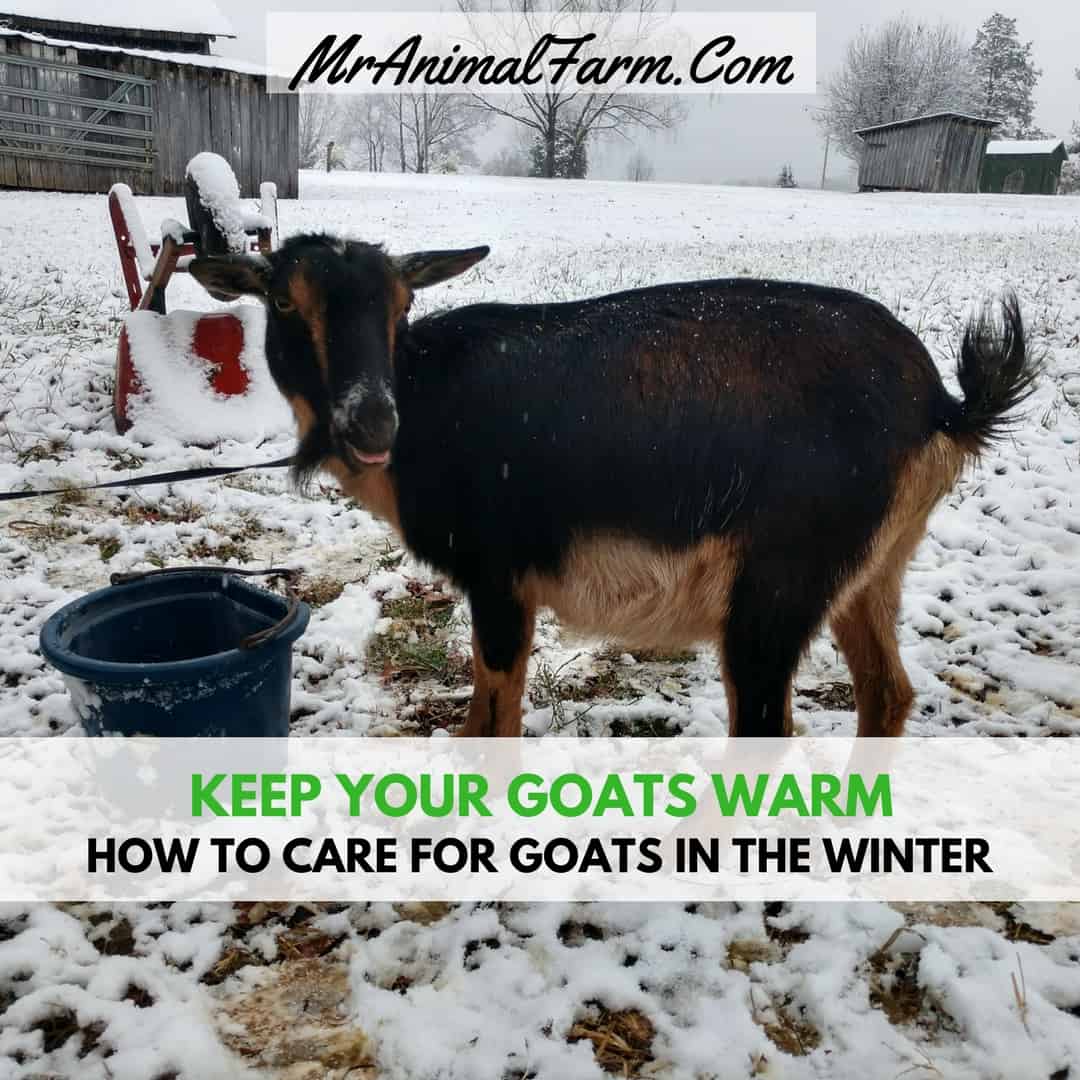 How To Care For Goats In Winter text over goat standing in snow