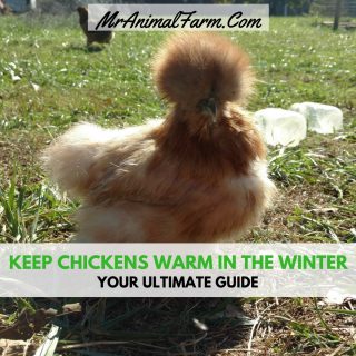 keeping chickens warm in winter