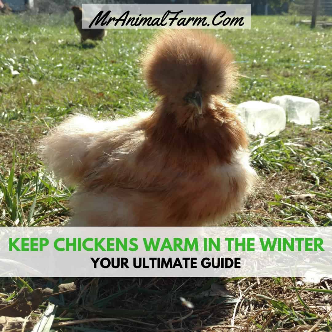 keeping chickens warm in winter