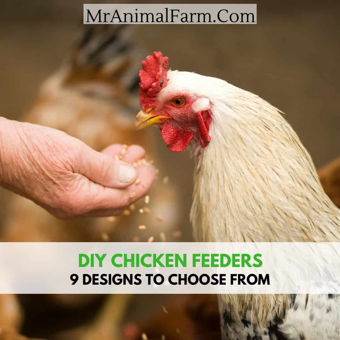 square feature image of a rooster eating feed from a person's hand. Text reads, "diy chicken feeders. 9 designs to choose from"
