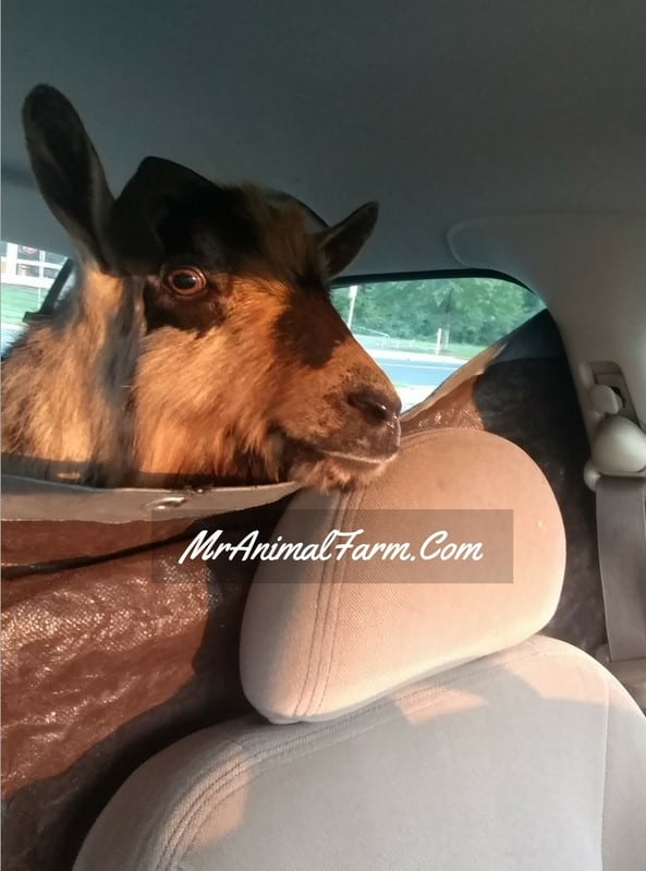 buck goat in backseat of car