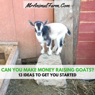 Can You Make Money Raising Goats