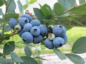 blueberries on a bush