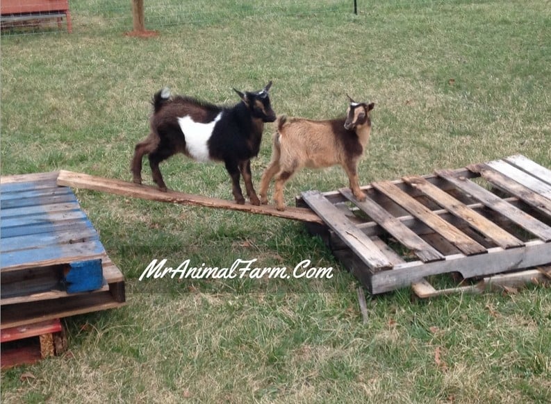 2 goats playing on a stack of old pallets