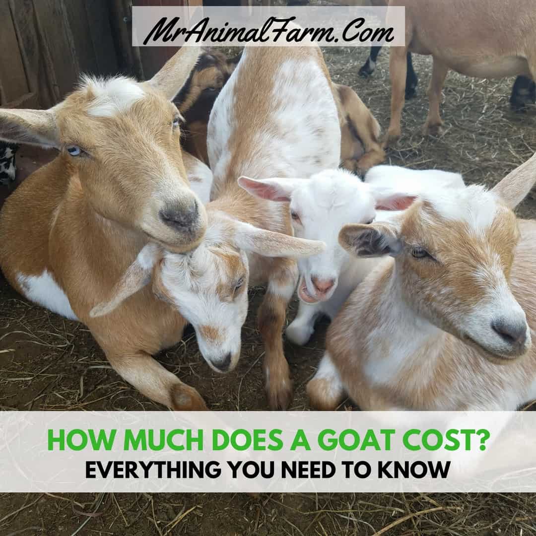 four goats lying together outside. text reads, "How much does a goat cost? everything you need to know"