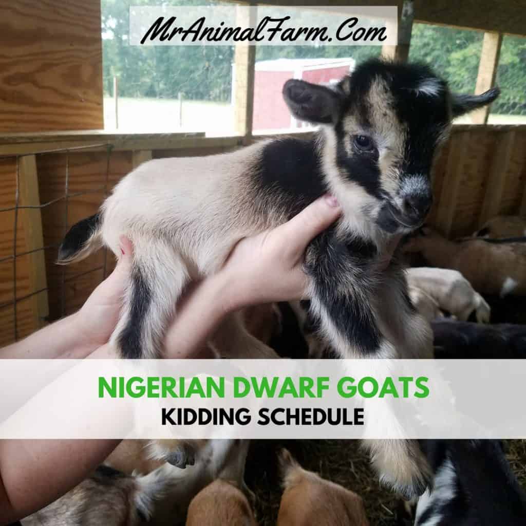 Nigerian Dwarf Goats For Sale Mranimal Farm