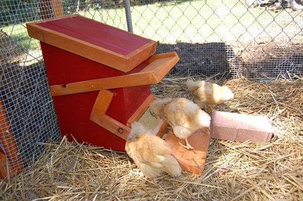 silkies at automatic chicken feeder