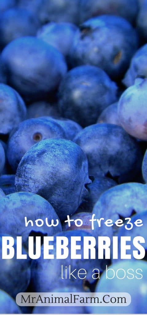 freeze blueberries