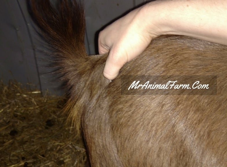 checking tail ligaments on a goat