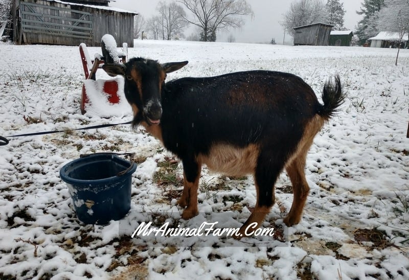 goat standing in snow