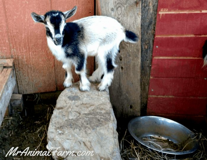 baby goat standing on a rock