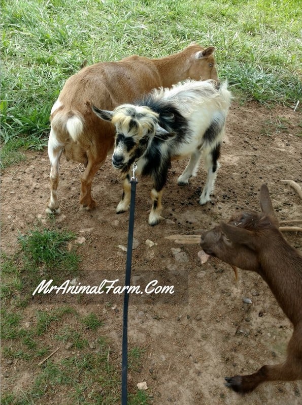 Nigerian Dwarf Goats on a leash