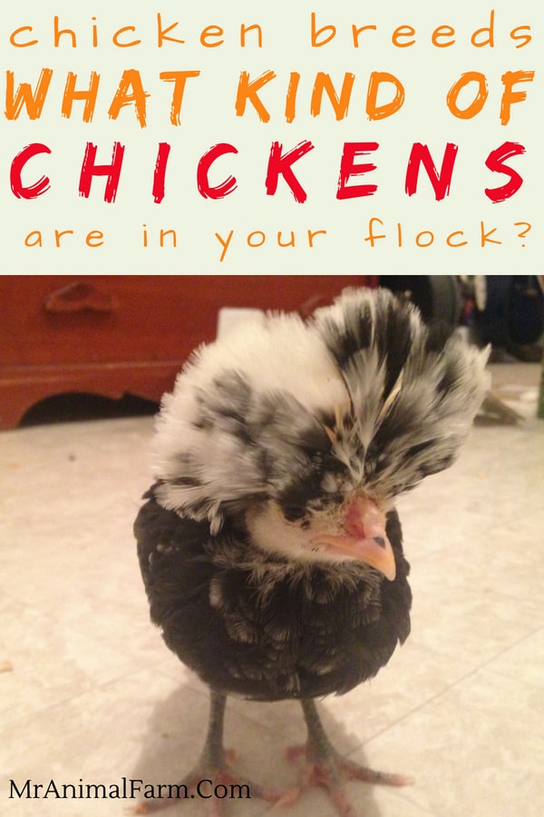 pinterest image of polish chick. text reads, "Chicken Breeds. what kind of chickens are in your flock?"