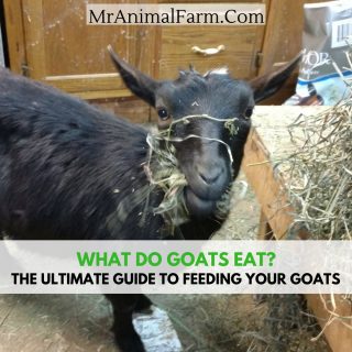What do goats eat