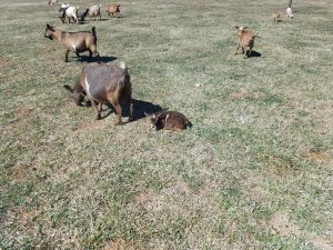 goats in a field