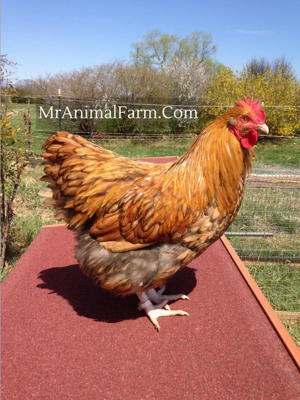 gold laced orpington on top of a chicken coop