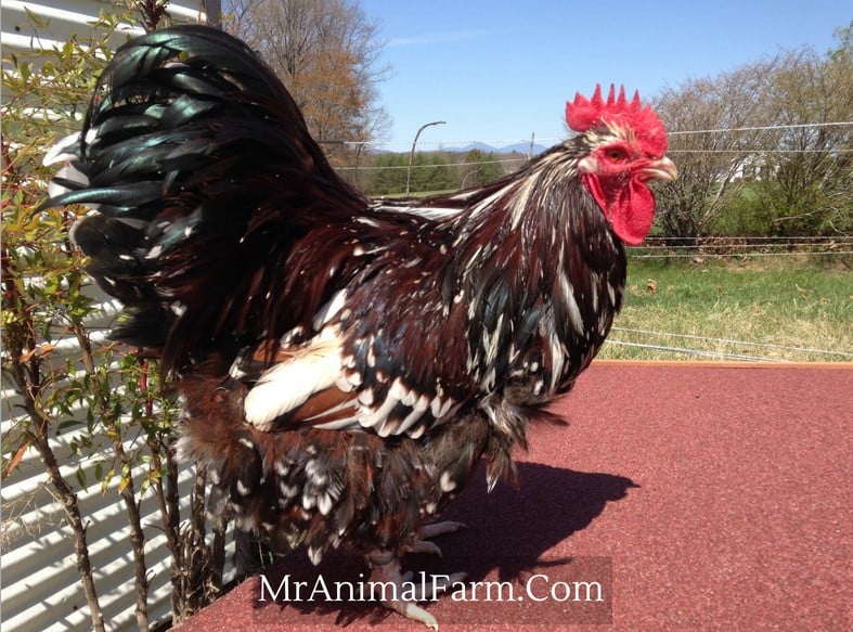 close up of jubilee orpington rooster
