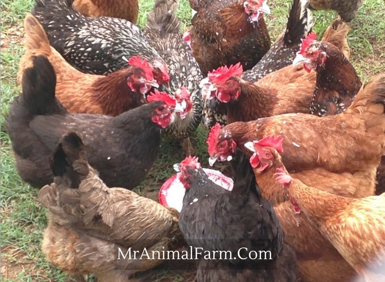 Chickens eating sour cream