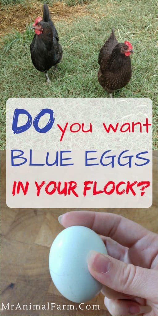 Chickens That Lay Blue Eggs