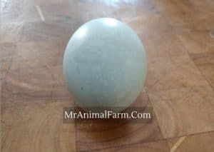 blue egg on table