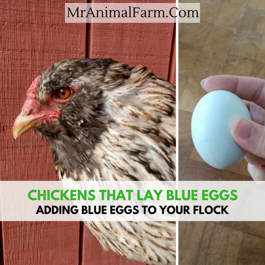Chickens That Lay Blue Eggs text over easter egger chicken next to a blue egg