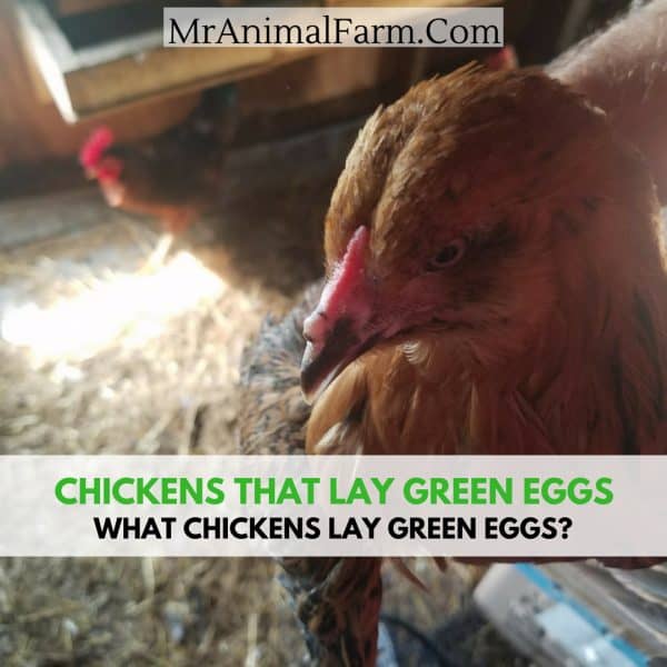 Easter Egger with Chickens That Lay Green Eggs text on image.