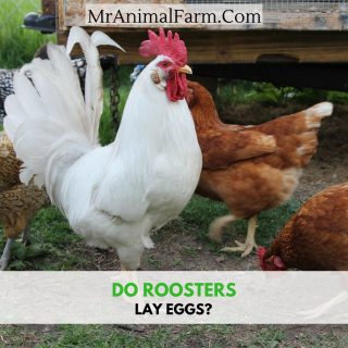 Do roosters lay eggs