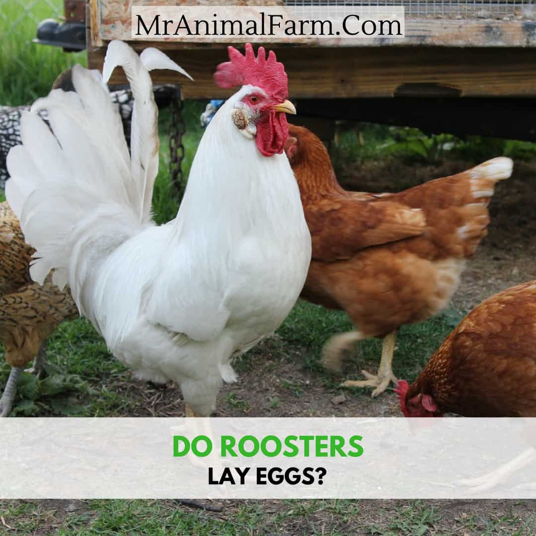 white rooster with do roosters  lay eggs text