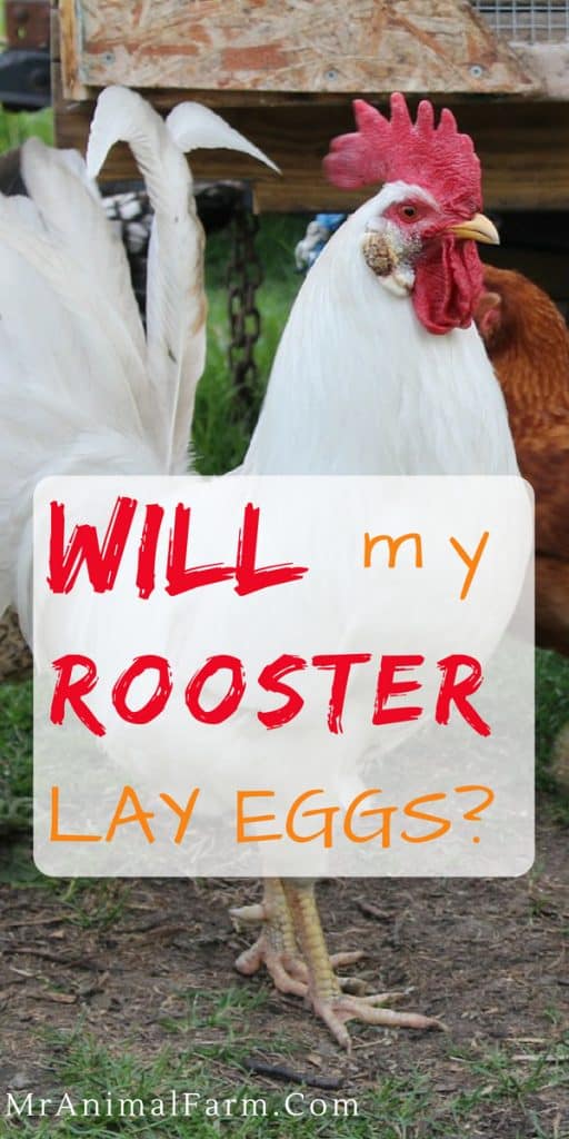 Do roosters lay eggs