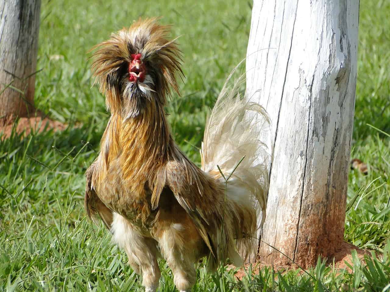 rooster with crest crowing