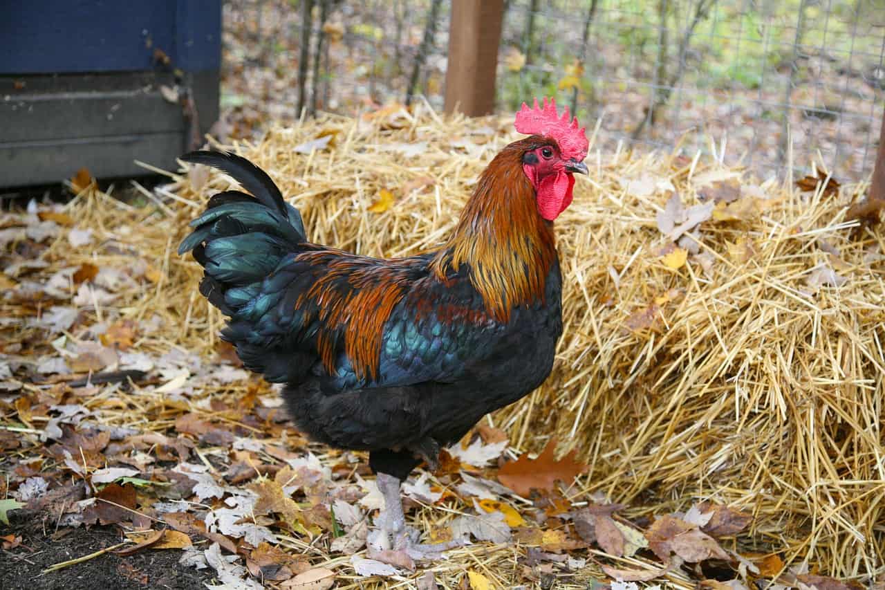marans rooster