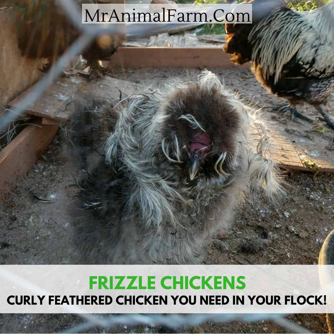 feature image of frizzle silkie rooster. text reads, "frizzle chickens. curly feathered chicken you need in your flock"