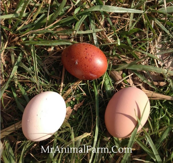 3 eggs in grass
