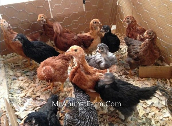 flock of juvenile age chickens