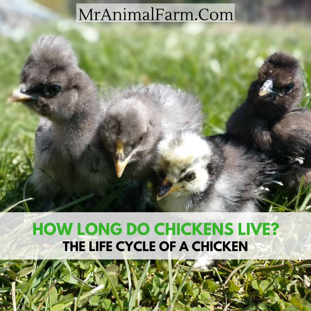 4 baby chicks in the grass. text reads, "how long do chickens live. the life cycle of a chicken"
