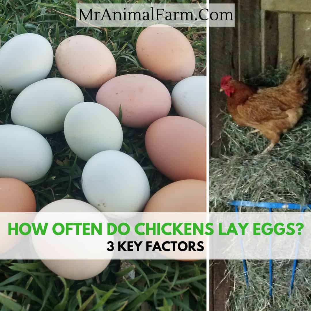 split image. left: pile of multi colored eggs. right: chicken on top of hay feeder. Text reads, "How often fo chickens lay eggs? 3 key factors"